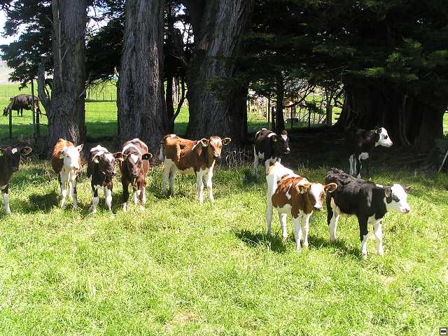 NZ leden-unor 2006 108.jpg